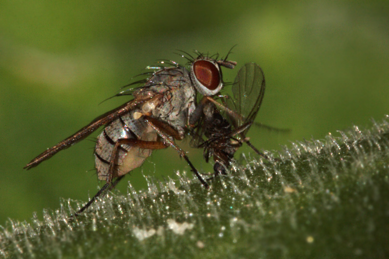 Coenosia sp. che preda altro dittero (Sciaridae?)